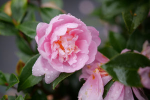 Detail view of Just Chill® Double Pink Camellia (Camellia hiemalis 'FL-CP-1') showing plant structure and foliage.