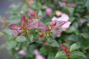 Just Chill® Double Pink Camellia (Camellia hiemalis 'FL-CP-1') foliage and growth habit in the landscape.
