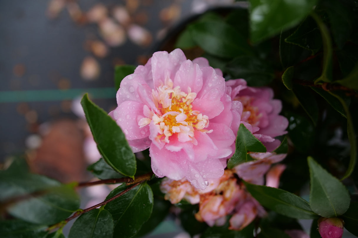 Just Chill® Double Pink Camellia (Camellia hiemalis 'FL-CP-1') growing in a garden landscape, showing mature shrub form.