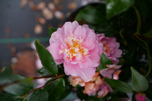 Just Chill® Double Pink Camellia (Camellia hiemalis 'FL-CP-1') growing in a garden landscape, showing mature shrub form.