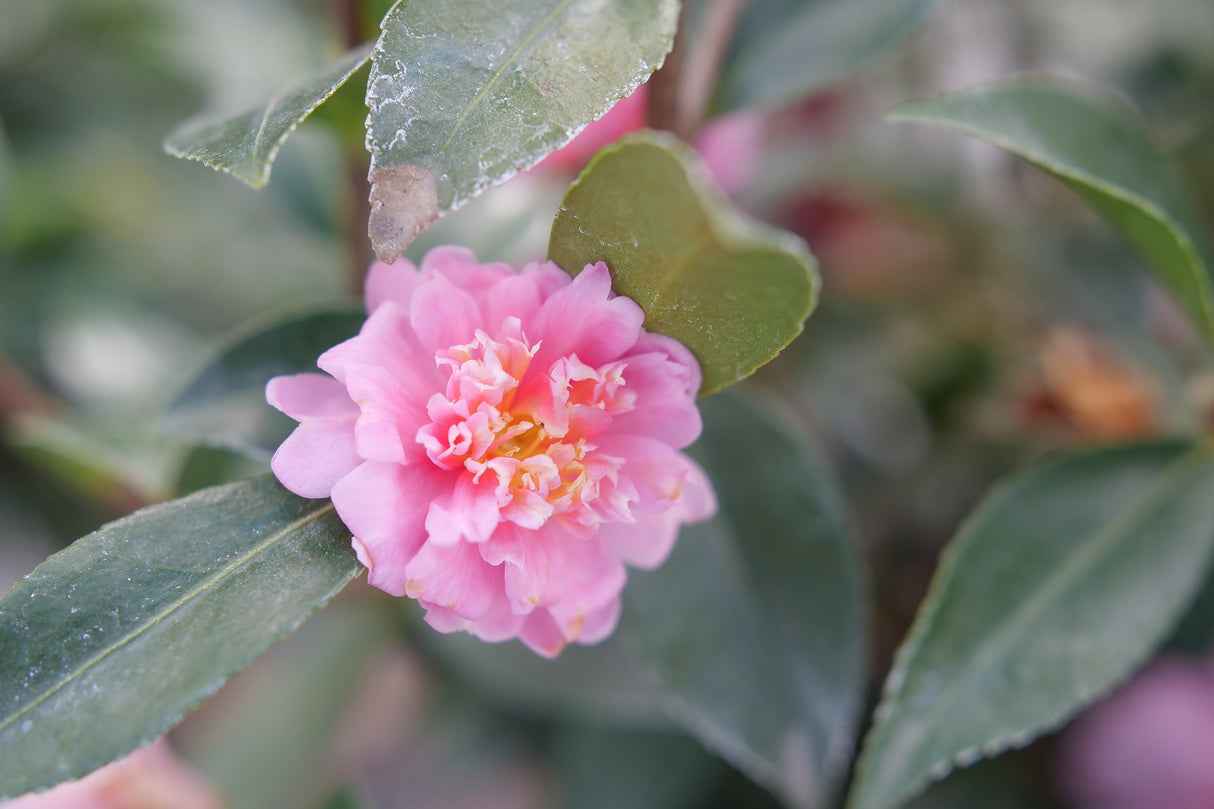 Just Chill® Double Pink Camellia (Camellia hiemalis 'FL-CP-1') shrub detail, image 6 of 7.