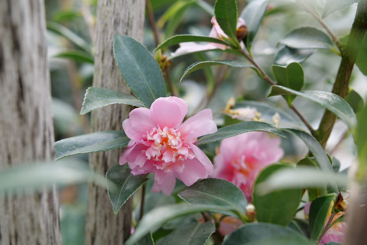 Just Chill® Double Pink Camellia (Camellia hiemalis 'FL-CP-1') shrub detail, image 7 of 7.