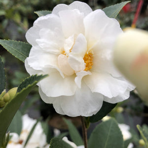 Just Chill® Double White Camellia (Camellia x 'FARROWCJWD' PP#36,304) growing in a garden landscape, showing mature shrub form.