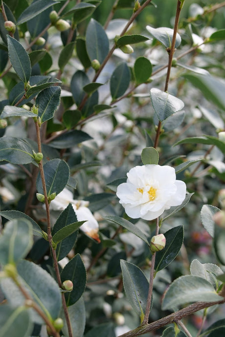 Just Chill® Double White Camellia (Camellia x 'FARROWCJWD' PP#36,304) shrub detail, image 7 of 7.