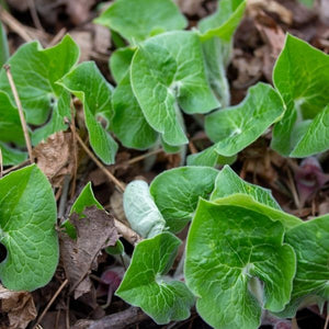Deer-resistant, native groundcover with large, matte green, kidney-shaped foliage. Asarum canadense thrives in deep shade and moist woodland gardens. Low-maintenance.