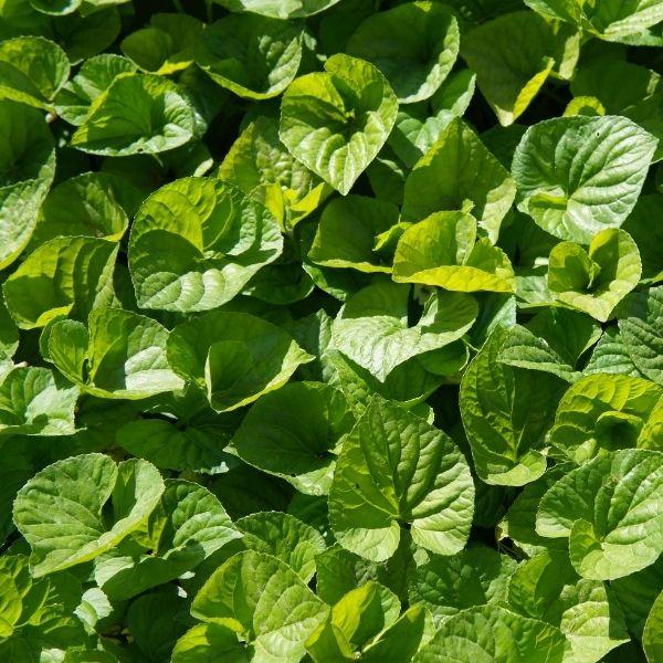 Velvety, heart-shaped leaves of Canadian Wild Ginger create a dense, slow-spreading mat in a shade garden. Great erosion control under trees.
