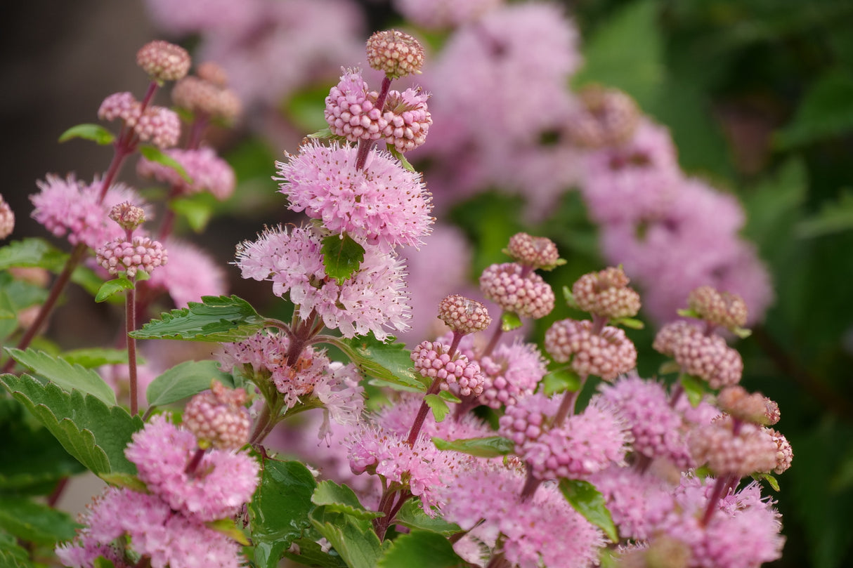 Beyond Pink'd® Bluebeard (Caryopteris incana 'DCARBEYBAR') foliage and growth habit in the landscape.