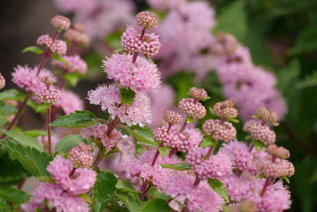 Beyond Pink'd® Bluebeard (Caryopteris incana 'DCARBEYBAR') foliage and growth habit in the landscape.