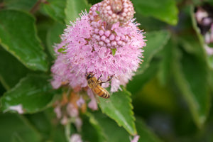 Beyond Pink'd® Bluebeard (Caryopteris incana 'DCARBEYBAR'), a shrub featuring mounding, multi-stemmed form.