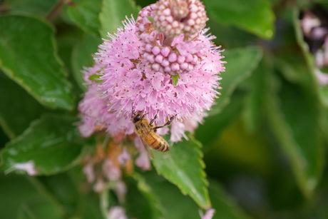 Beyond Pink'd® Bluebeard (Caryopteris incana 'DCARBEYBAR'), a shrub featuring mounding, multi-stemmed form.