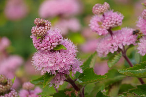 Detail view of Beyond Pink'd® Bluebeard (Caryopteris incana 'DCARBEYBAR') showing plant structure and foliage.