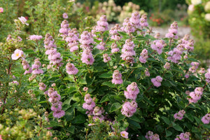 Beyond Pink'd® Bluebeard (Caryopteris incana 'DCARBEYBAR') growing in a garden landscape, showing mature shrub form.