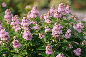 Beyond Pink'd® Bluebeard (Caryopteris incana 'DCARBEYBAR') planted in a residential landscape.