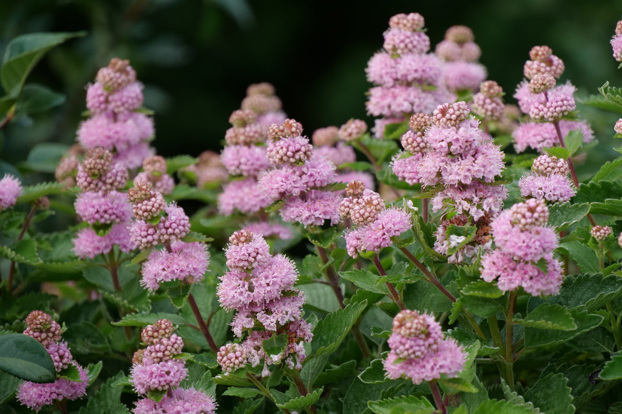 Beyond Pink'd® Bluebeard (Caryopteris incana 'DCARBEYBAR') shrub detail, image 6 of 8.