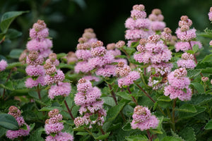 Beyond Pink'd® Bluebeard (Caryopteris incana 'DCARBEYBAR') shrub detail, image 6 of 8.