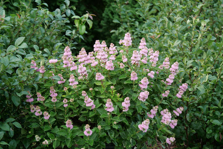 Beyond Pink'd® Bluebeard (Caryopteris incana 'DCARBEYBAR') shrub detail, image 7 of 8.