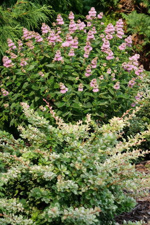 Beyond Pink'd® Bluebeard (Caryopteris incana 'DCARBEYBAR') shrub detail, image 8 of 8.
