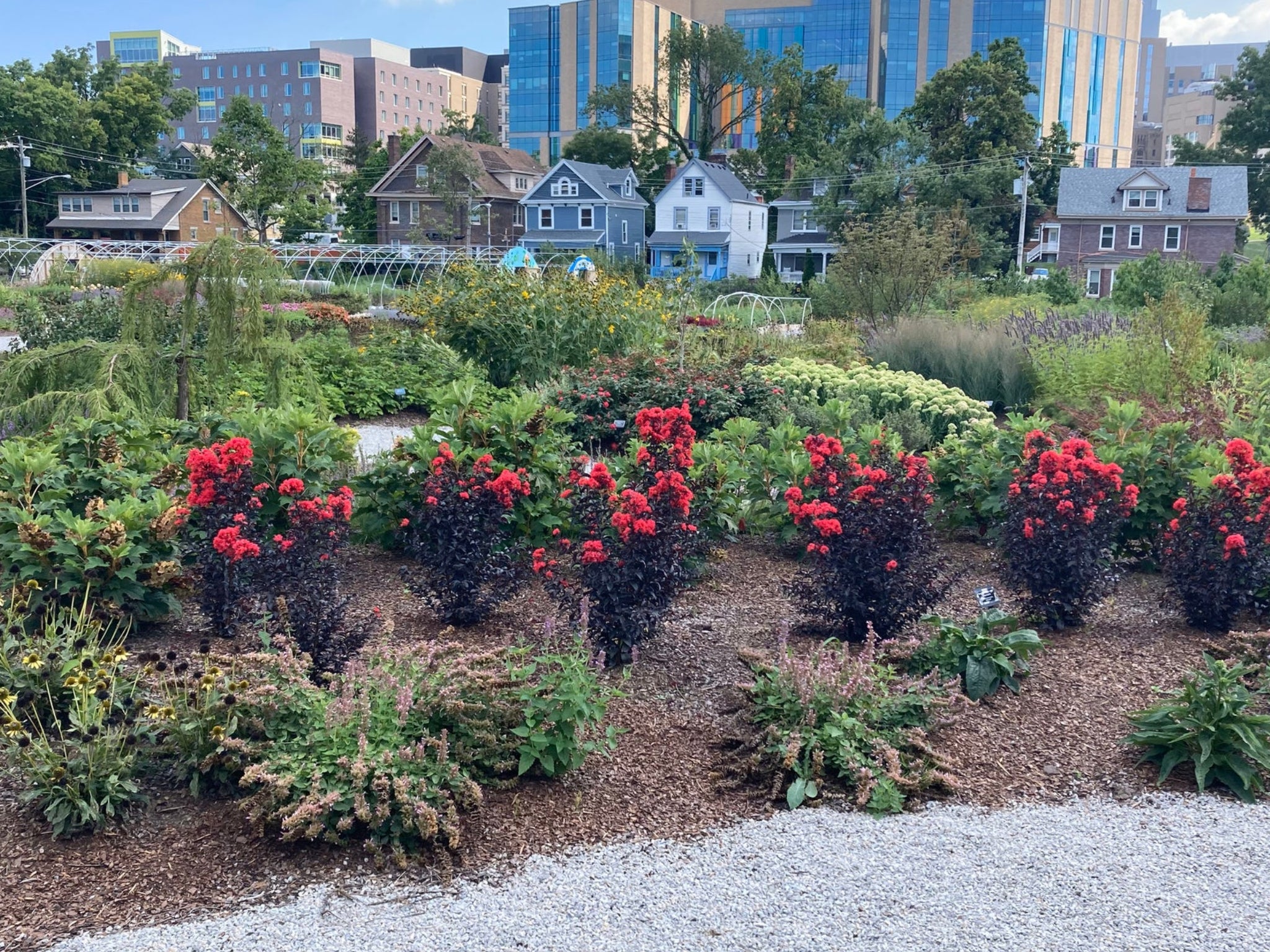 Center Stage® Red Crape Myrtle