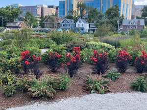 Center Stage® Red Crape Myrtle