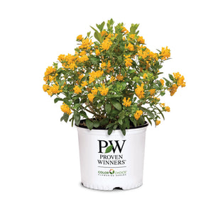 Juiced® Orange Jessamine (Cestrum corymbosum 'WNCESCORYEL'), a shrub featuring orange flowers and broad-leaved evergreen.
