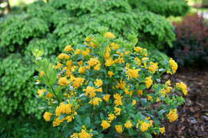 Broad-Leaved Evergreen foliage of Juiced® Orange Jessamine (Cestrum corymbosum 'WNCESCORYEL') in a garden setting.