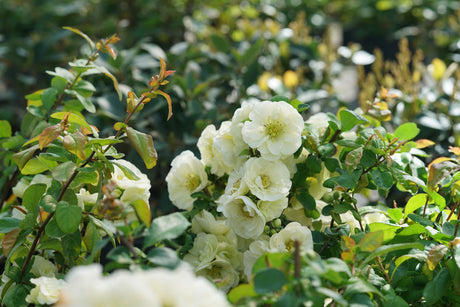 Double Take Eternal White® Flowering Quince (Chaenomeles speciosa 'SMNCSDW'), a shrub featuring white flowers and deciduous.
