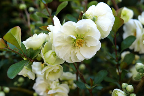 Close-up of white chaenomeles flowers on Double Take Eternal White® Flowering Quince blooming in early spring to late spring to early summer.