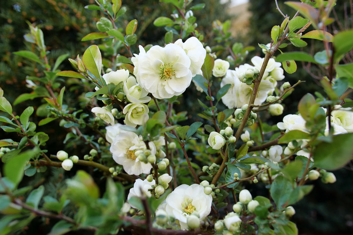 Double Take Eternal White® Flowering Quince (Chaenomeles speciosa 'SMNCSDW') growing in a garden landscape, showing mature shrub form.