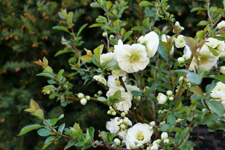 Double Take Eternal White® Flowering Quince (Chaenomeles speciosa 'SMNCSDW') planted in a residential landscape.
