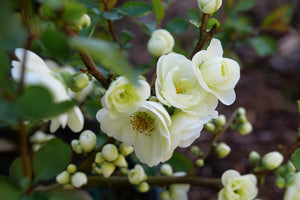 Double Take Eternal White® Flowering Quince (Chaenomeles speciosa 'SMNCSDW') shrub detail, image 6 of 6.