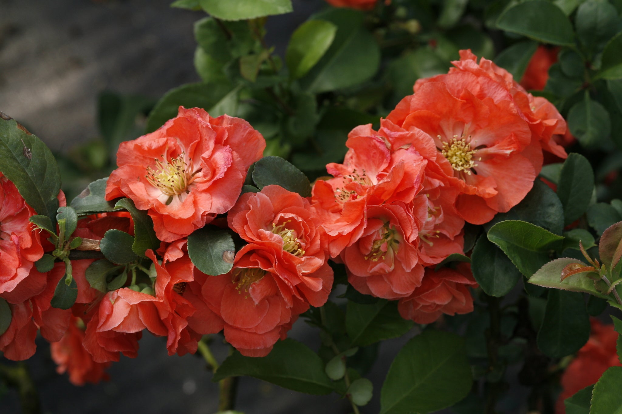 Double Take Peach Quince | Thornless Spring Bloomer | Nature Hills