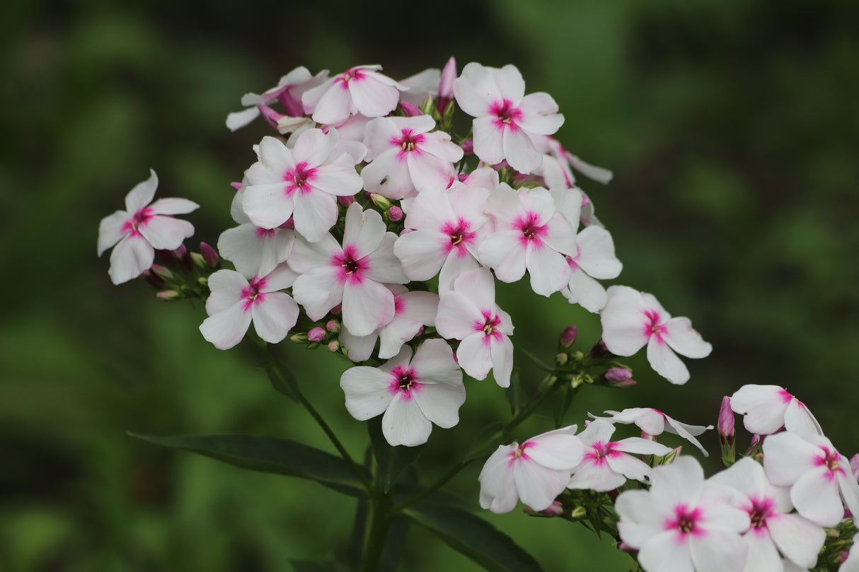 Cherry Cream Tall Garden Phlox