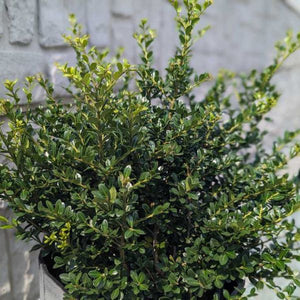 Winterscape Chilly Willy™ Japanese Holly Foliage
