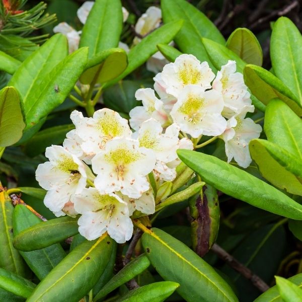 Compact Maximum Rhododendron Chionoides Rhododendron | Compact White Evergreen | Nature Hills