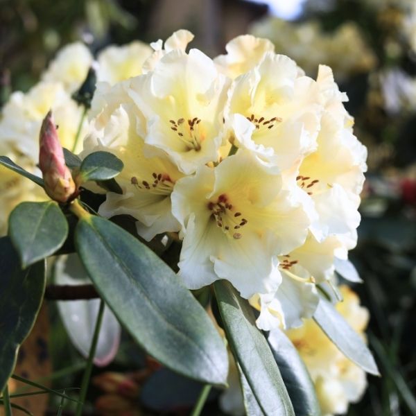 Chionoides Rhododendron | Compact White Evergreen | Nature Hills