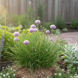 Edible perennial Allium with grass-like foliage and attractive pom-pom flowers. A useful, easy-to-grow herb perfect for borders, containers, and kitchen gardens.
