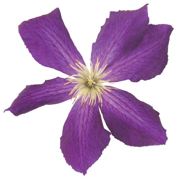 Happy Jack® Purple Clematis