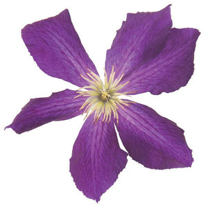 Happy Jack® Purple Clematis