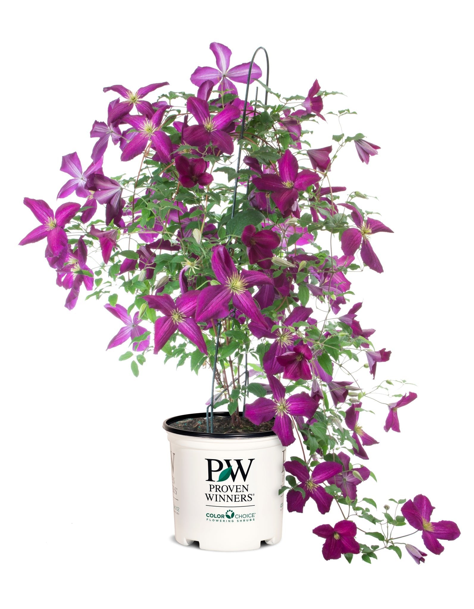 カタヤマハルミ Happy Jack® Purple Clematis | Easy Care Vine | Nature Hills