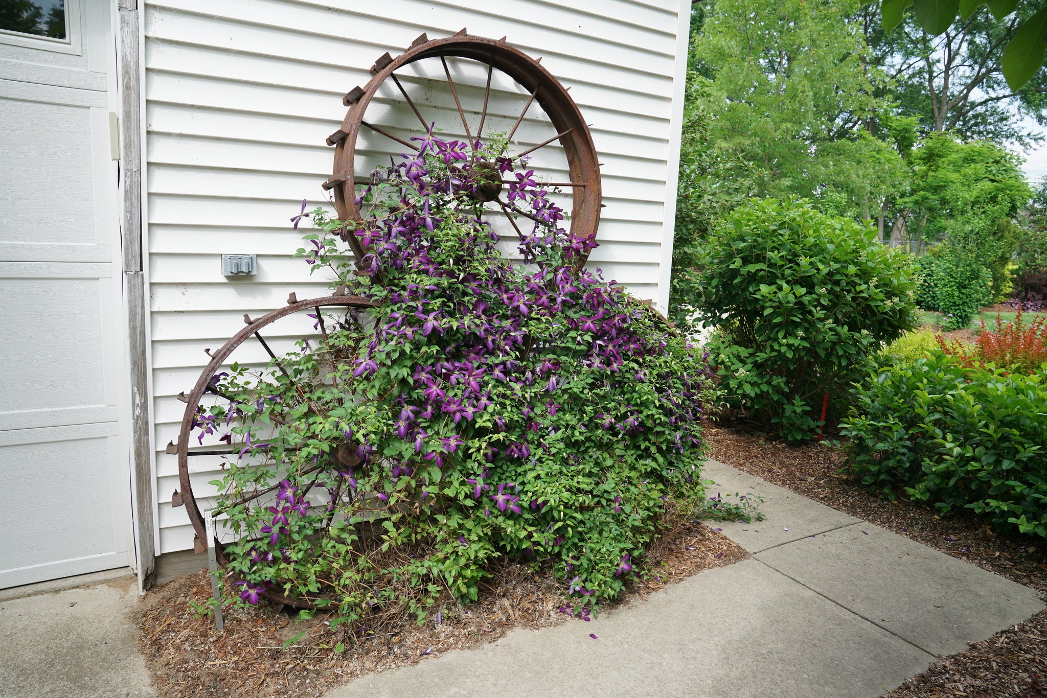 Happy Jack® Purple Clematis | Easy Care Vine | Nature Hills