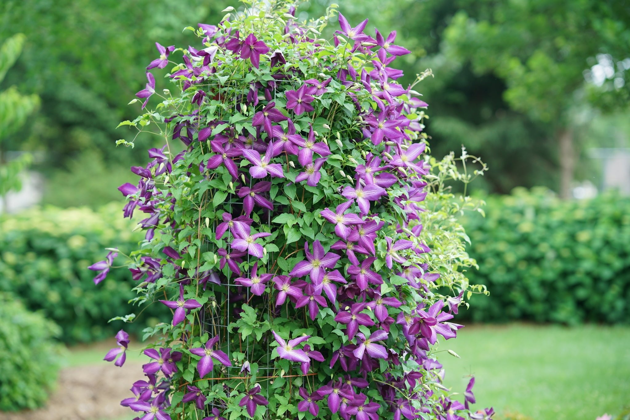 紫陽花 Happy Jack® Purple Clematis | Easy Care Vine | Nature Hills