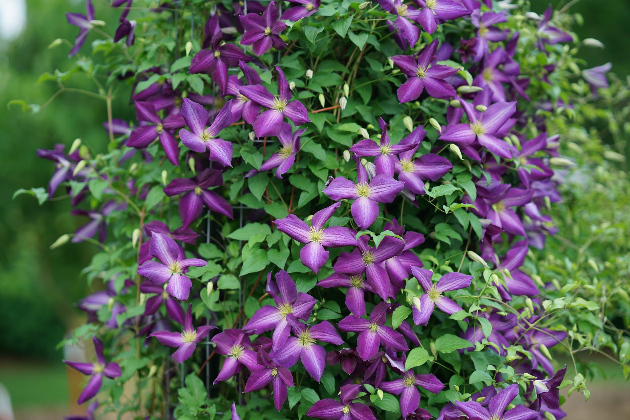 Happy Jack® Purple Clematis | Long-Blooming Purple Vine | Nature Hills