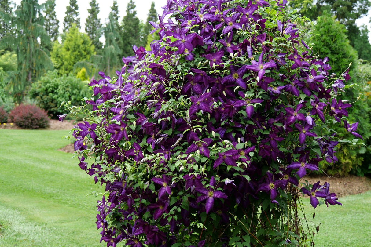 Happy Jack® Purple Clematis