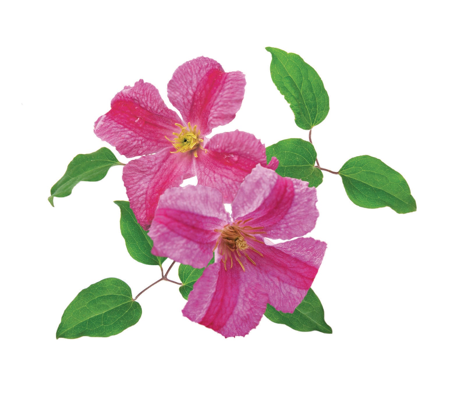みっちゃん14kgf スモーキークォーツ×MOPスクエアフラワーカービング Pink Mink® Clematis (Clematis 'Krakowiak') | Nature Hills Nursery