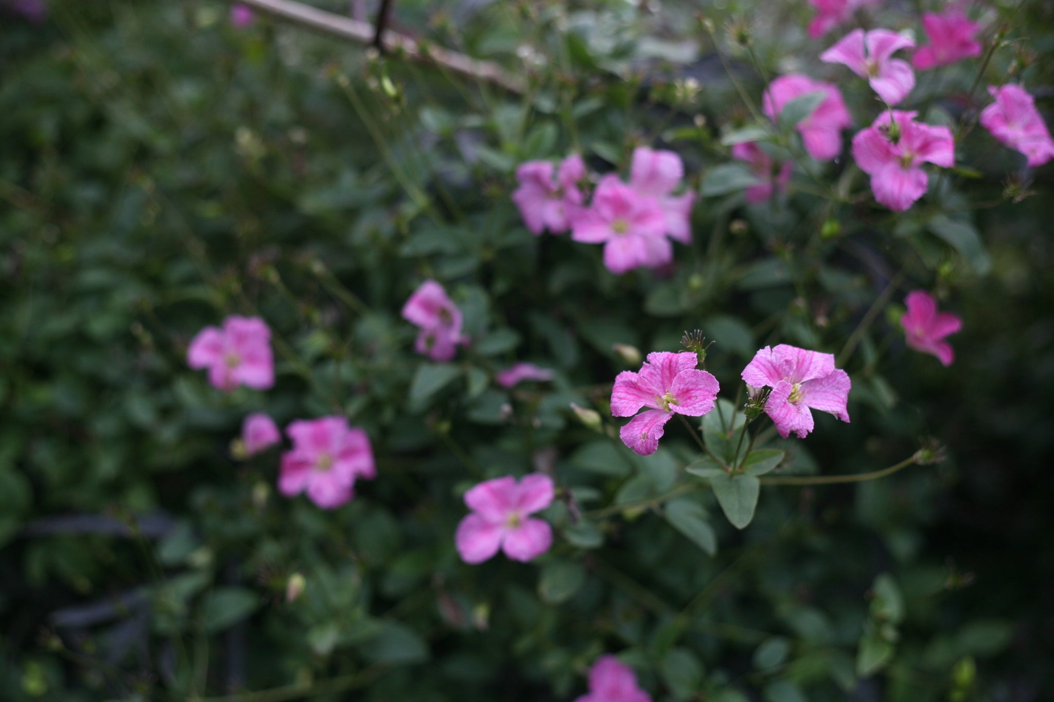 Pink Mink® Clematis | Fluffy Double Blooms | Nature Hills