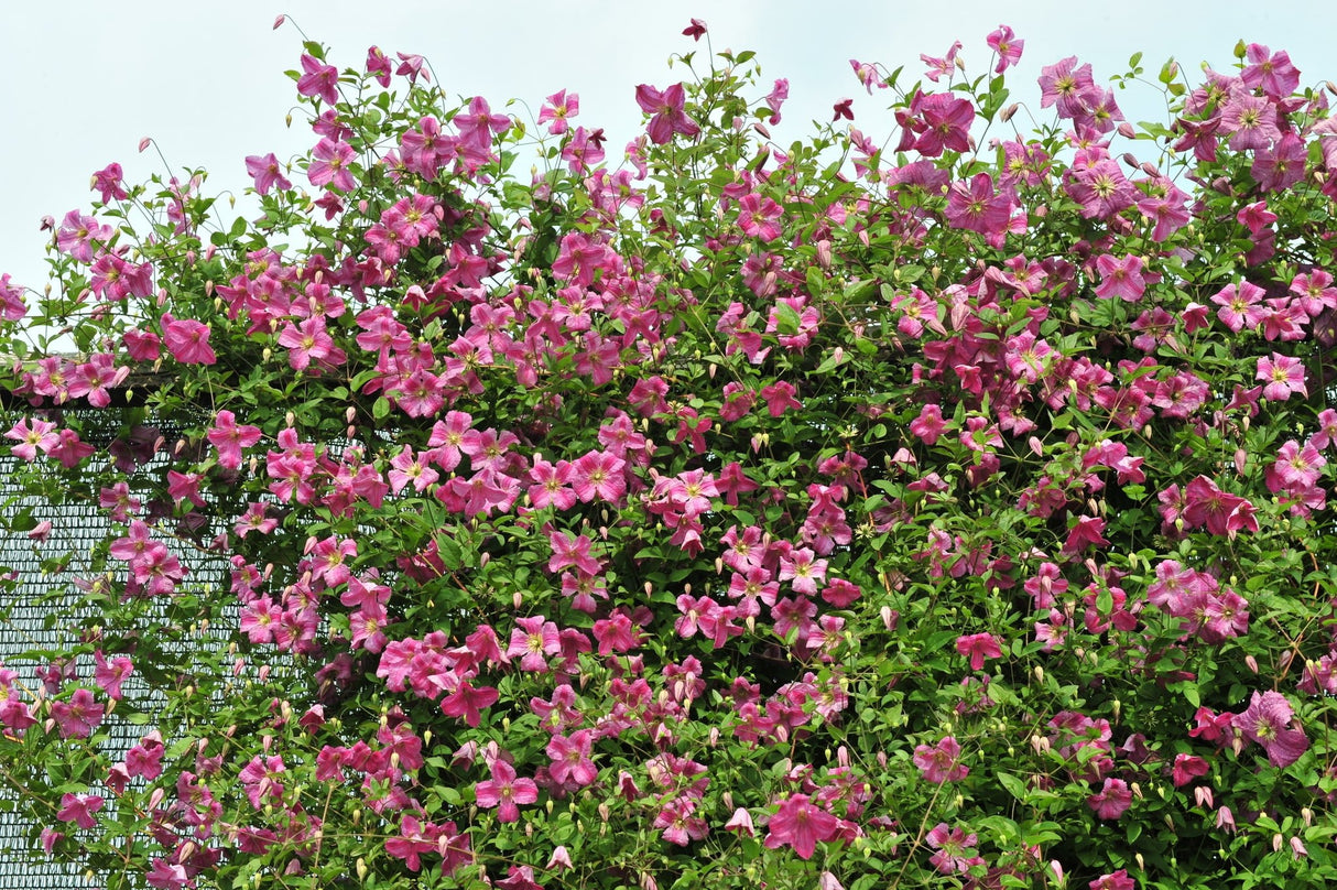 Pink Mink® Clematis