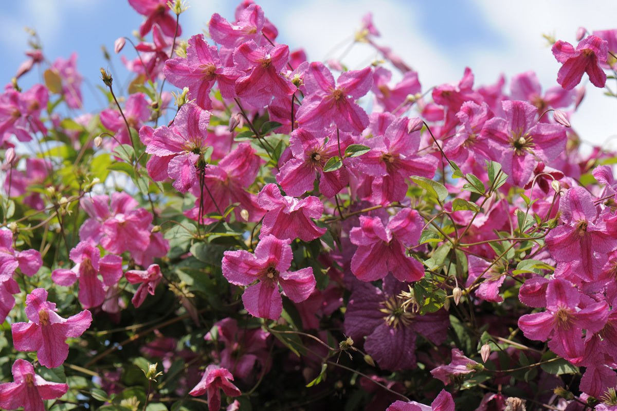 Pink Mink® Clematis | Fluffy Double Blooms | Nature Hills