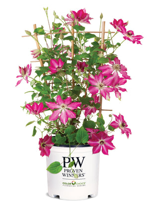 Viva Polonia Clematis