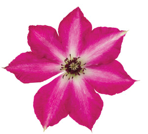 Viva Polonia Clematis
