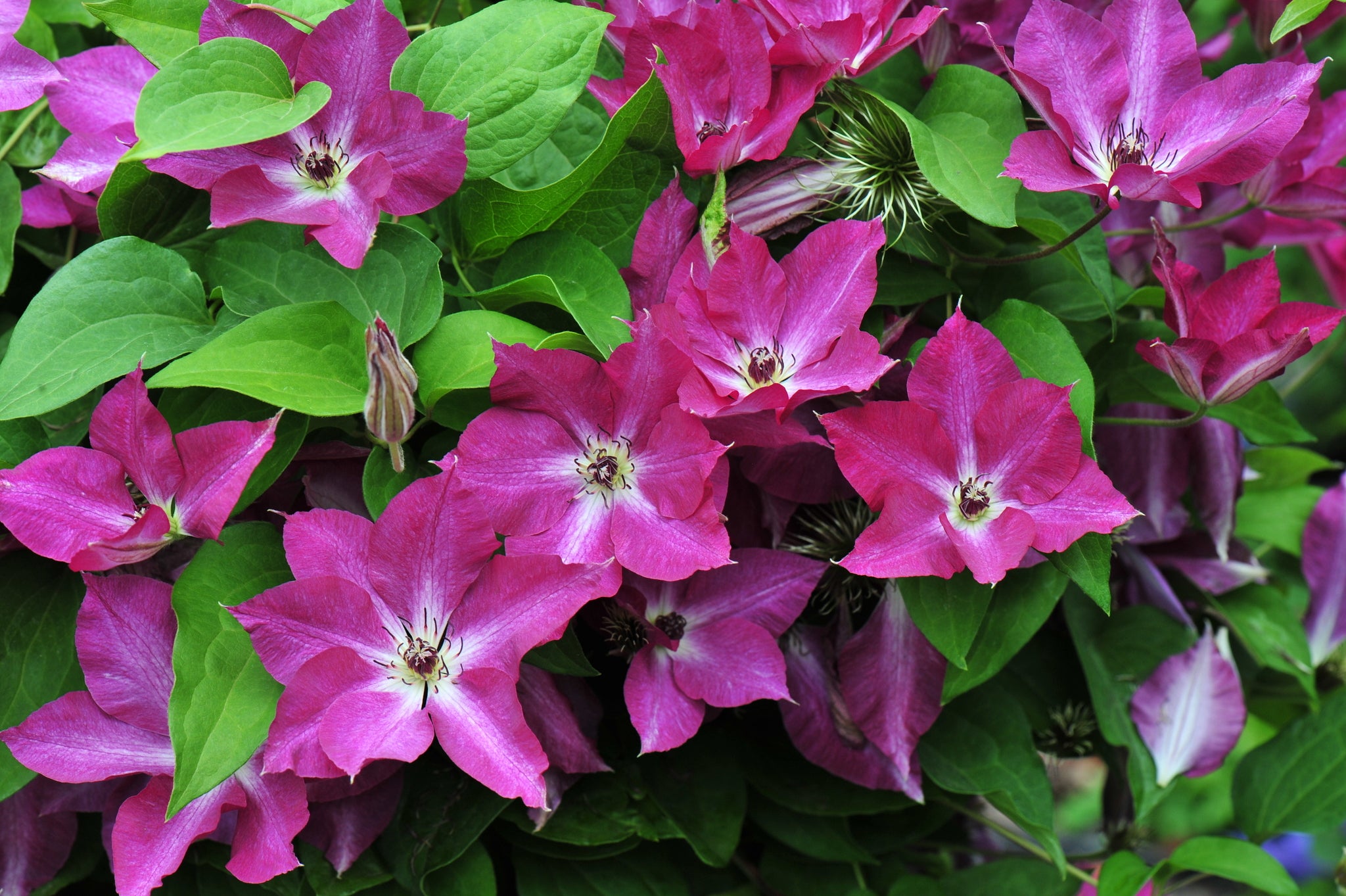 Proven Winners Viva Polonia Clematis - Thumbnail 4